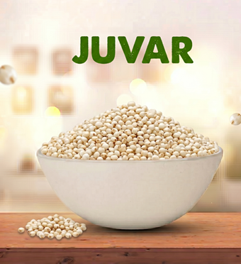 Juwar (Sorghum)
